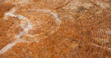 controlled deforestation inside an Italian forest. Cross section of a young pine tree