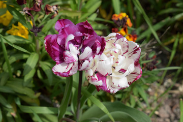 Purple tulips