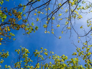 blue sky through branches with young green foliage