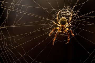 Ich glaub, ich spinne