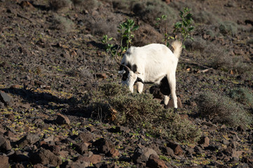 Black and white wild goat grazing on the rocky hill. Trail to Cofete, Fuerteventura, Canary Islands. 