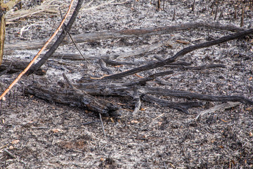 The remains in the Dragoman swamp in Bulgaria after the bush fire. Burned vegetation after fire caused  by the heat. Ecological disaster. Climate changes. Hot weather and climate changes caused fire.