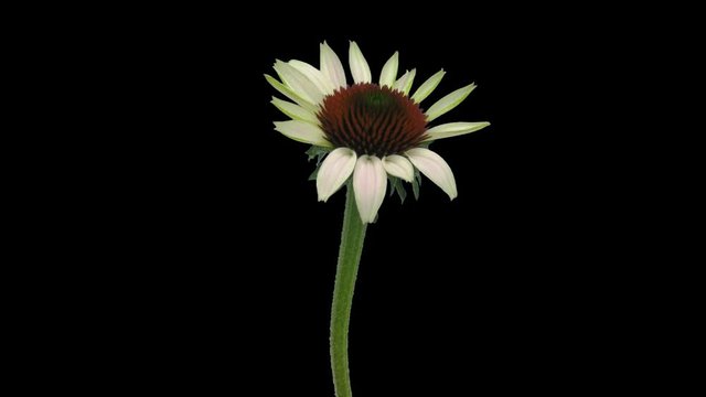 Time-lapse of opening Echinacea flower 5c4 in 4K PNG+ format with ALPHA transparency channel isolated on black background