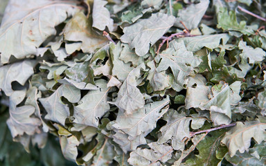 Green leaves of oak twig on background