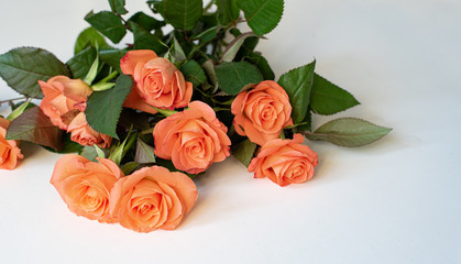 Peach roses boquet on white background, spring greeting card or banner background