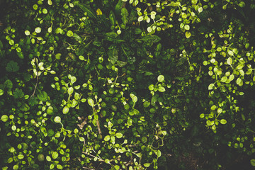 Organic leaves texture in green tones