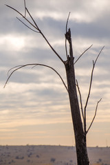 Obraz premium The remains in the Dragoman swamp in Bulgaria after the bush fire. Burned vegetation after fire caused by the heat. Ecological disaster. Climate changes. Hot weather and climate changes caused fire.