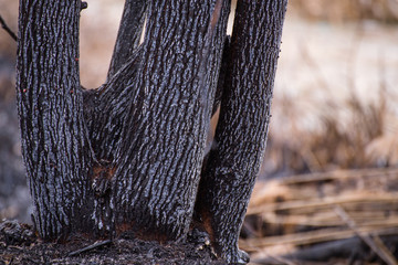 The remains in the Dragoman swamp in Bulgaria after the bush fire. Burned vegetation after fire caused  by the heat. Ecological disaster. Climate changes. Hot weather and climate changes caused fire.