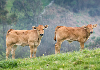 two calves in a meadow