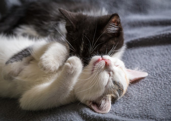 Two little kitten playing together on gray background
