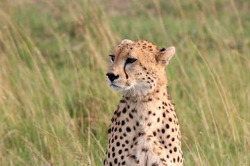 Cheetah looking to savanna. Portrait of wild cheetah. Masai Mara National Reserve, Kenya, Africa.