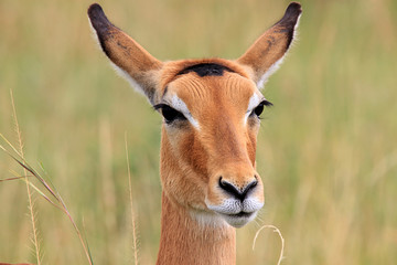 Impalas. Masai Mara National Reserve, Kenya, Africa.