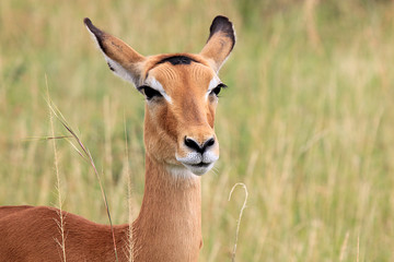 Impalas. Masai Mara National Reserve, Kenya, Africa.