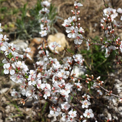 Spring Nanking cherry blossom