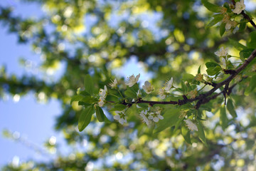 Spring plum blossom