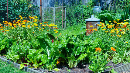 Summer vegetable garden with leafy swiss chard, beetroot and flowering orange marigolds . - 318727242
