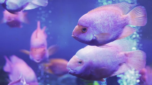 blood parrot cichlid or parrot cichlid, big beautiful red fish in the water. Close up of a fish swimming. Pisces swim in the aquarium. A pond with a closeup of marine fish with blue backlight.