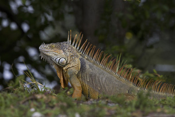 Green Iguana in breeding courtship colors