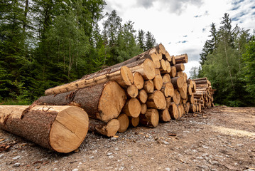Pile of spruce wood on the edge of the forest