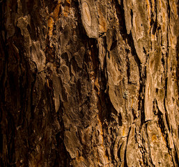 bark of a tree