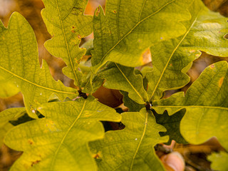 maple leaves in autumn