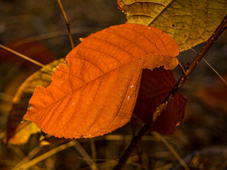autumn leaves on black background