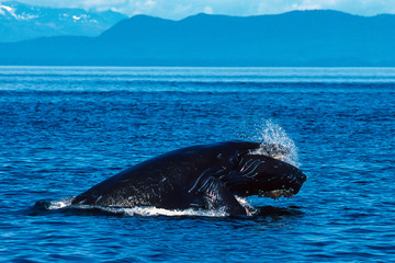 Fototapeta premium Humpback whale inflated head lunge in Alaska