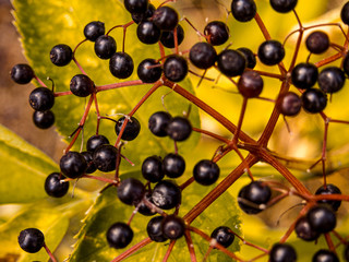 background with black olives