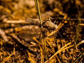 dragonfly on a leaf