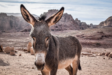 Petra, Jordan