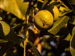 yellow and yellow