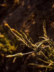 autumn leaves on black background