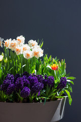 Flowes composition at grey background 