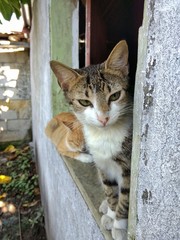 Beautiful cat on a balcony in a rural area of ​​Guatemala