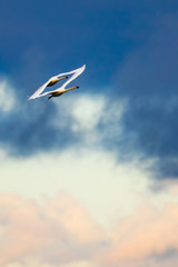 A Pair of Tundra Swans in Flight Create an Interesting Diamond Image