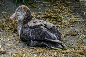 Antartic petrel