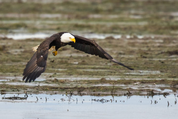 A Bald Eagle Makes a Low Pass Over a Flooded Field in Pursuit of Waterfowl