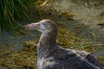 Antartic petrel