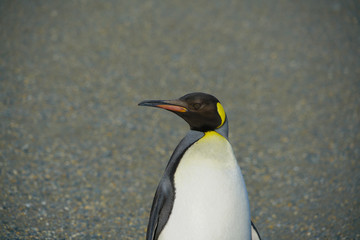 King penguin