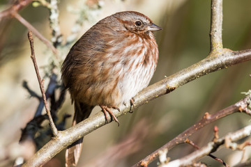 A Song Sparrow Fluffs Up His Feathers on a Cold Day