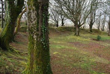 Fairy Mound in the Forest, Ireland