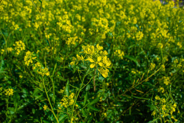 Little yellow flowers blooming to the sunlight