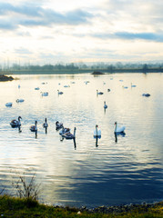 A beautiful swan family swims on the lake