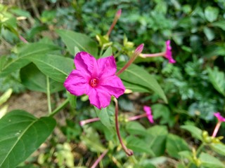 Obraz premium Four o’clock plant (Mirabilis jalapa L.) on the nature background