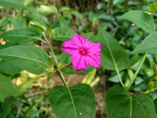 Four o&rsquo;clock plant  (Mirabilis jalapa L.) on the nature background