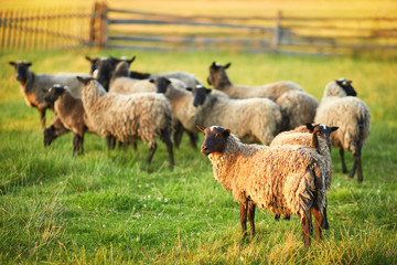 Flock of sheep on green grass on pasture. Herd of sheep on green meadow. Farming outdoor.