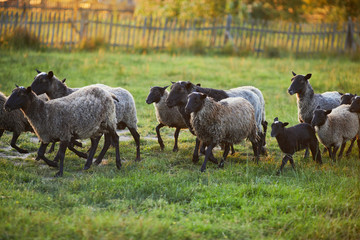 Flock of sheep on green grass on pasture. Herd of sheep on green meadow. Farming outdoor.