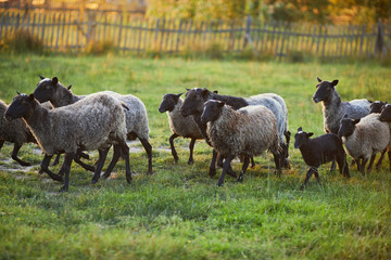 Naklejka premium Flock of sheep on green grass on pasture. Herd of sheep on green meadow. Farming outdoor.