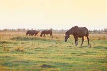 Brown horse and a foal on green pasture meadow with green grass.
