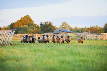 Flock of sheep on green grass on pasture. Herd of sheep on green meadow. Farming outdoor.
